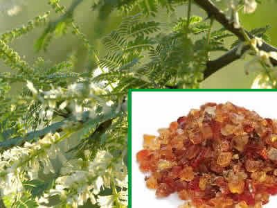 Acacia Senegal Gum for cough, ulcers and wounds