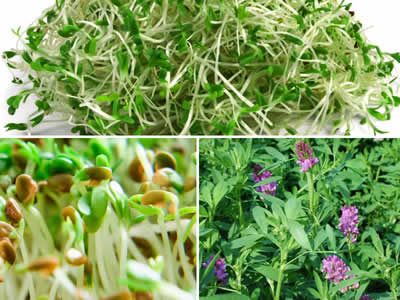 alfalfa-how-to-eat