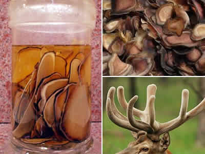 antler-velvet-tincture