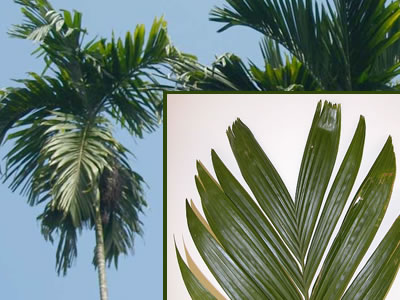 areca-catechu-leaves