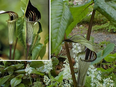 arisaema-triphyllum