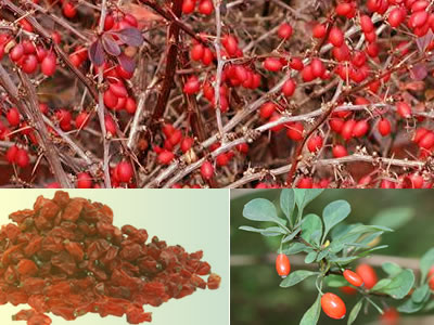 barberry