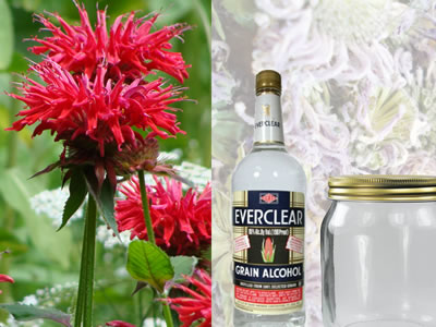 bee-balm-tincture