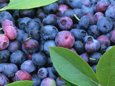 bilberry