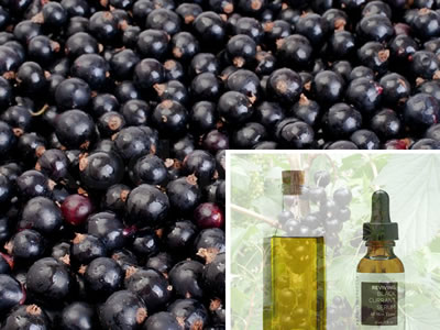 black-currant-oil