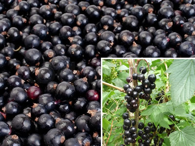 black-currant