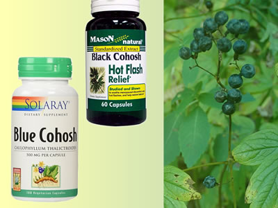 blue-cohosh