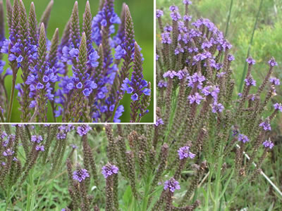 blue-vervain