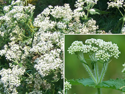 boneset