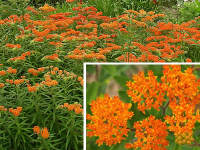 butterfly-weed