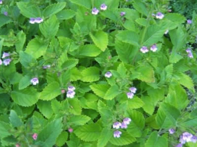 calamint