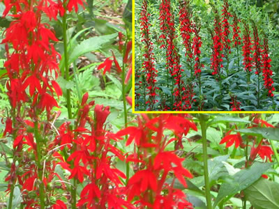 cardinal-flower