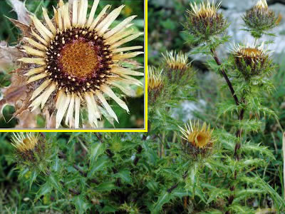 carline-thistle