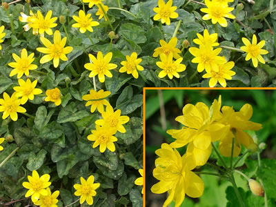 celandine