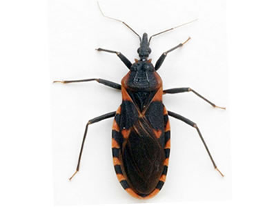 chagas-disease-bug