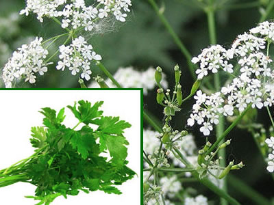 chervil