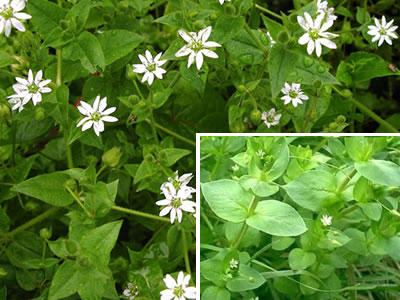 chickweed