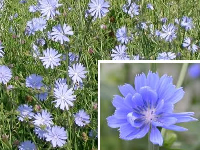 chicory