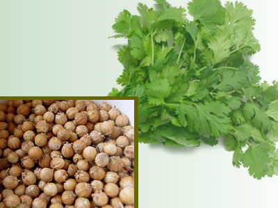 cilantro
