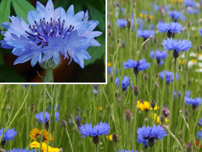 cornflower