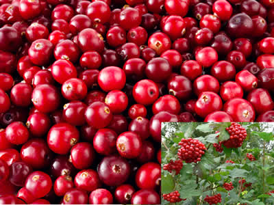 cranberry-for-kidney-stone