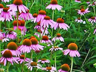 echinacea-treat-cold