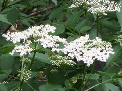 elder flower