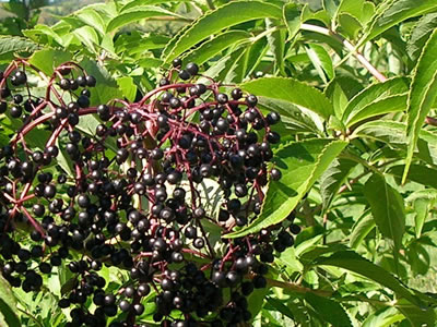 elderberries