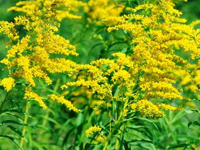 goldenrod