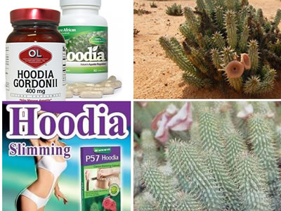 hoodia