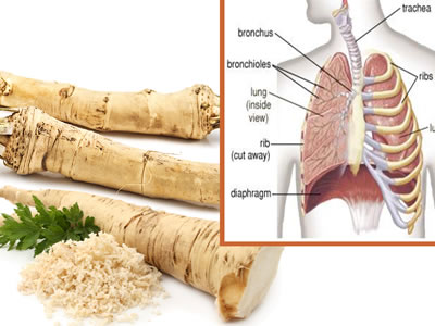 horseradish for-bronchitis