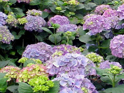 hydrangea