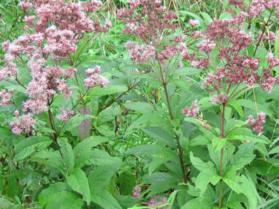 joe-pye-weed