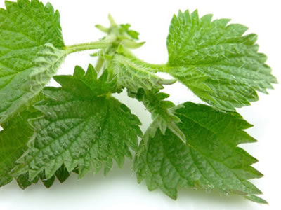 nettle-for-arthritic