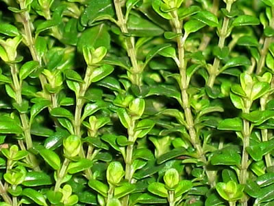 thyme-herb