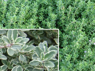 thyme